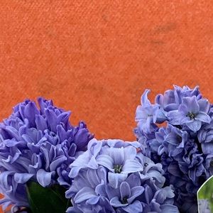 Meet your Posher, Kristine